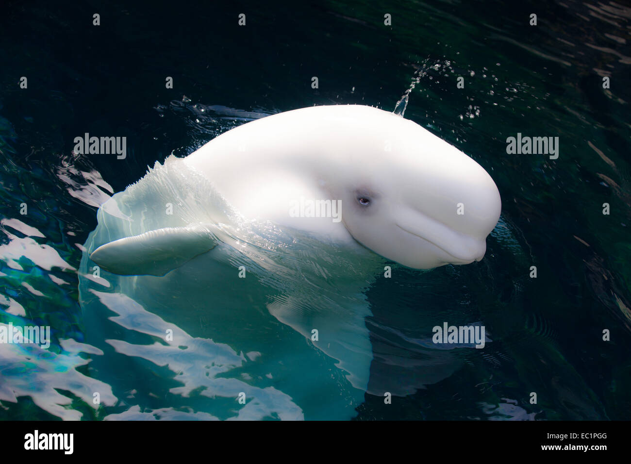 Beluga Whale in Vancouver, Canada Stock Photo