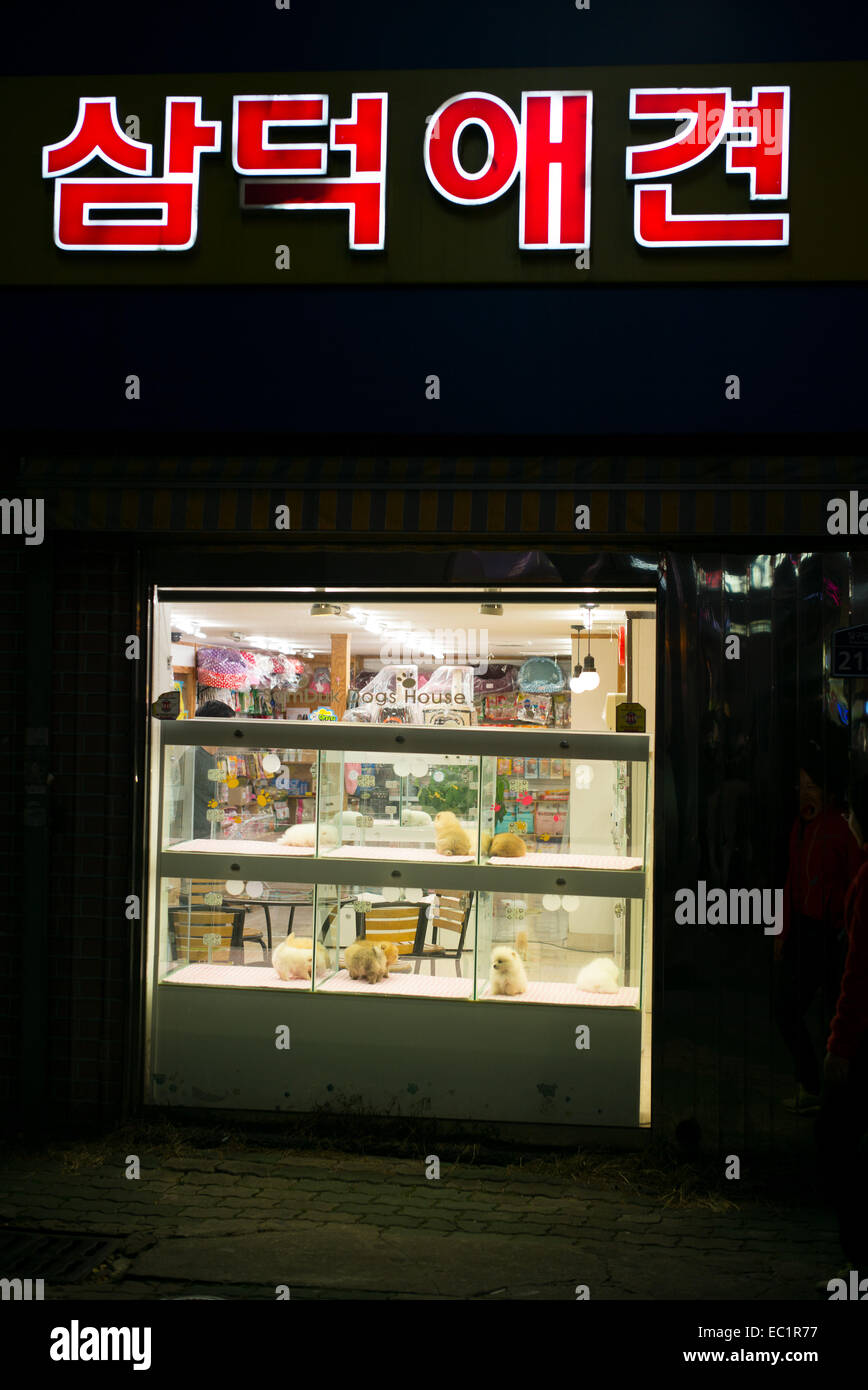 Pet shop in South Korea Stock Photo Alamy