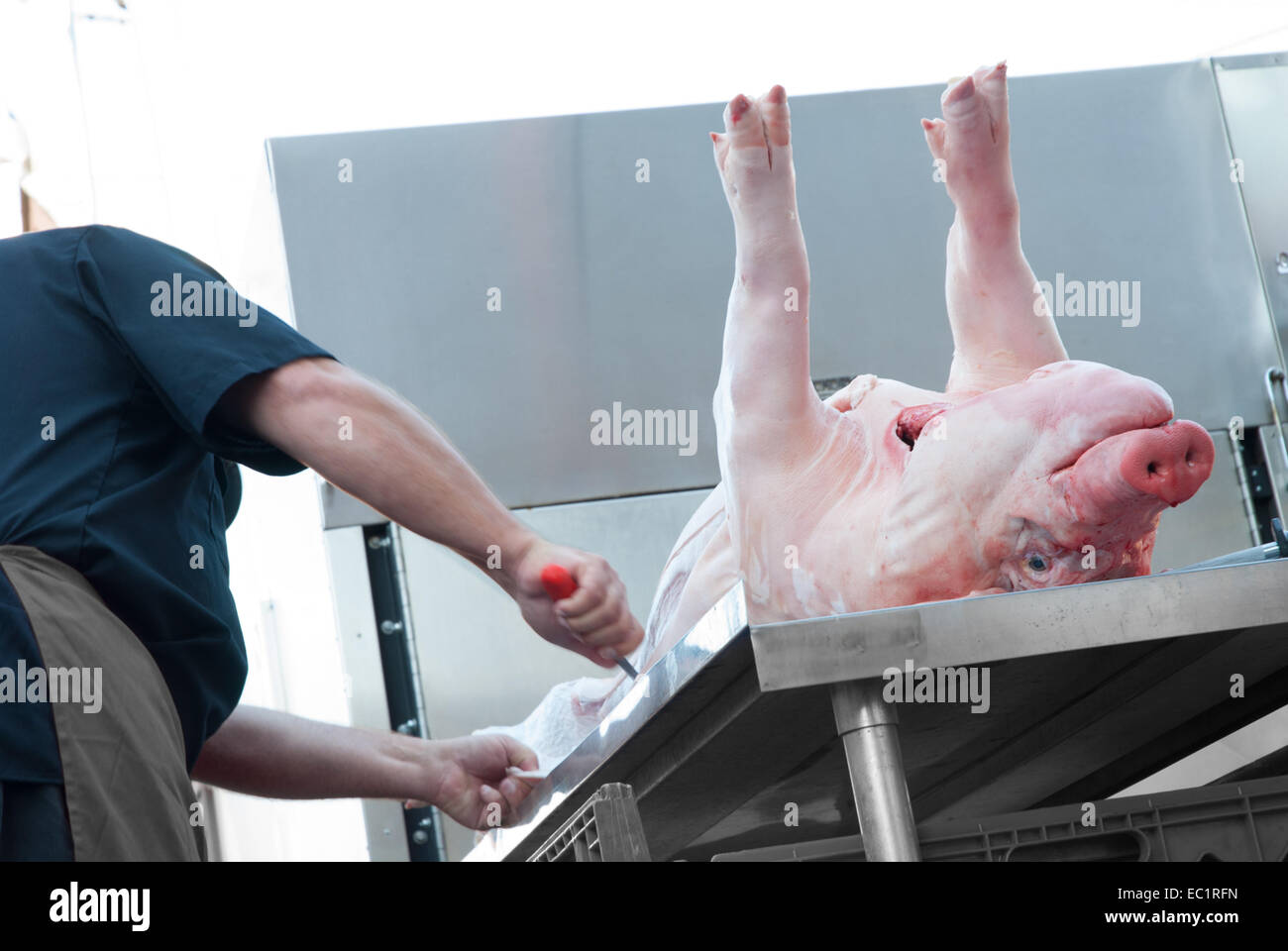 A large pig being prepared for cooking in a smoker or outdoor oven. Stock Photo