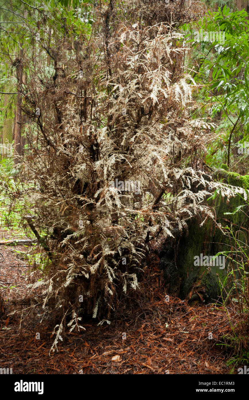 ca02446 00 california a rare albino redwood tree in henry cowell