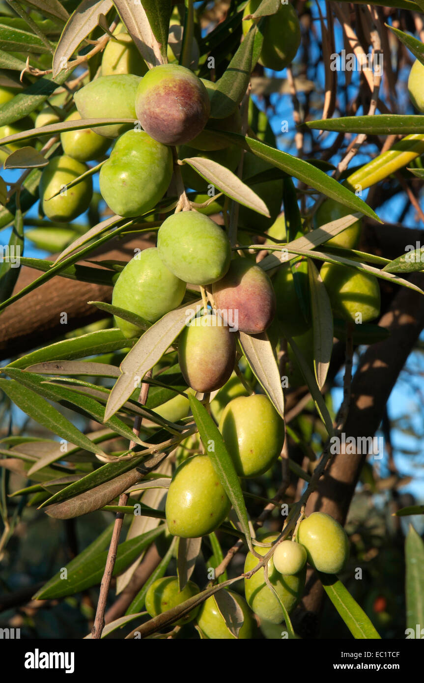 Leaves of an olive tree with olives hires stock photography and images