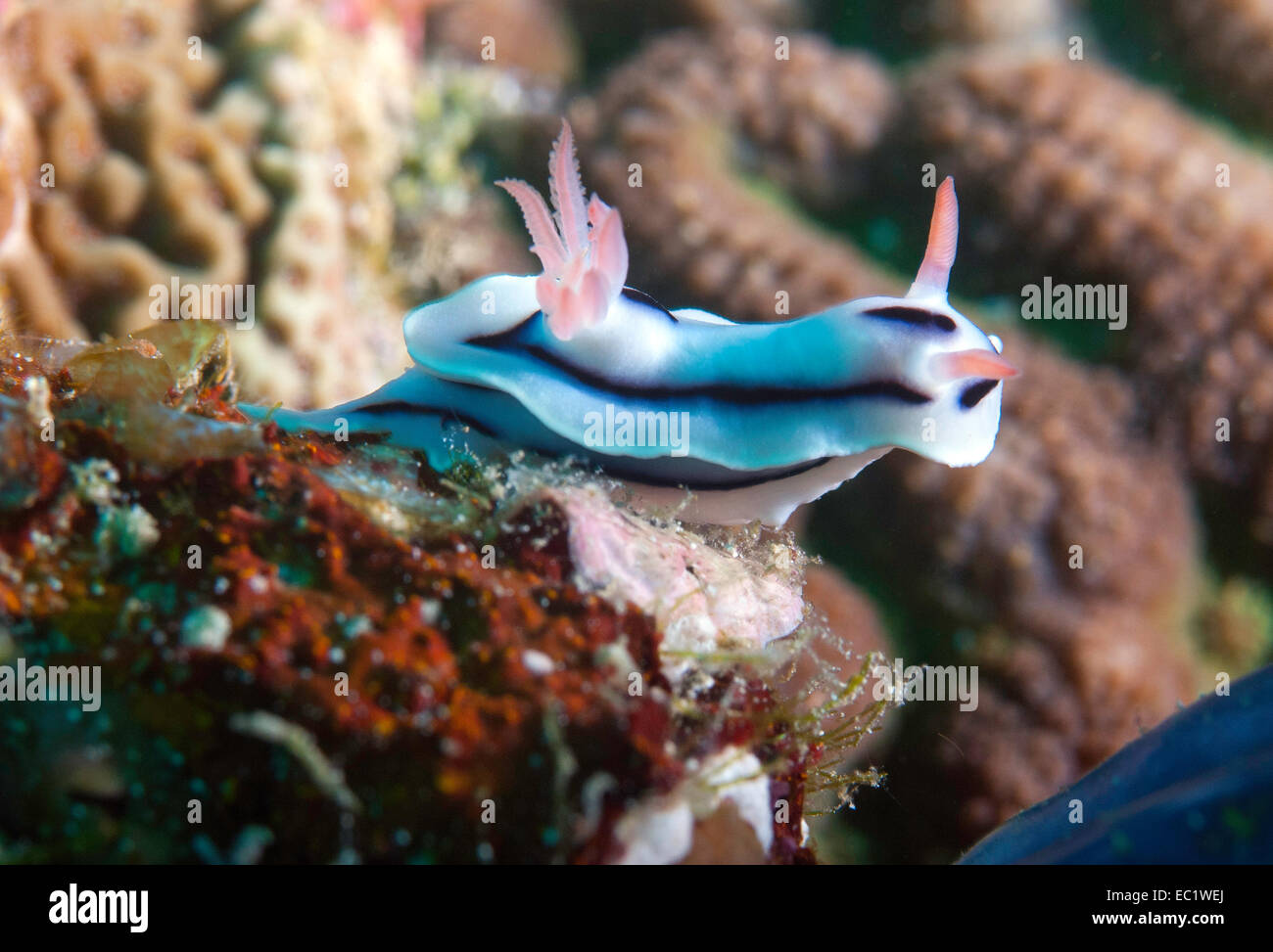 Loch's Chromodoris (Chromodoris lochi) Stock Photo