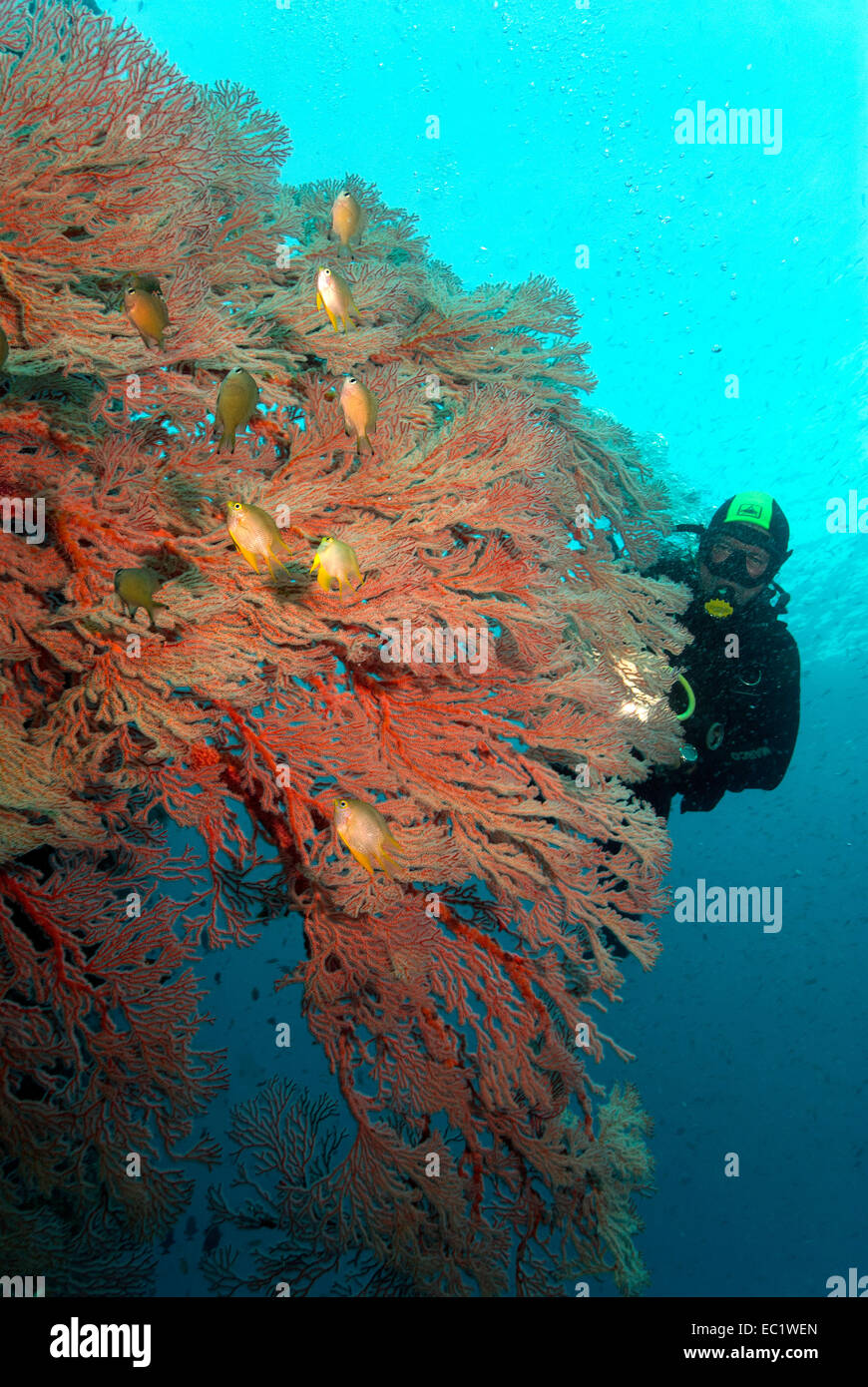 Diver by Gorgonia and Sea fan Stock Photo