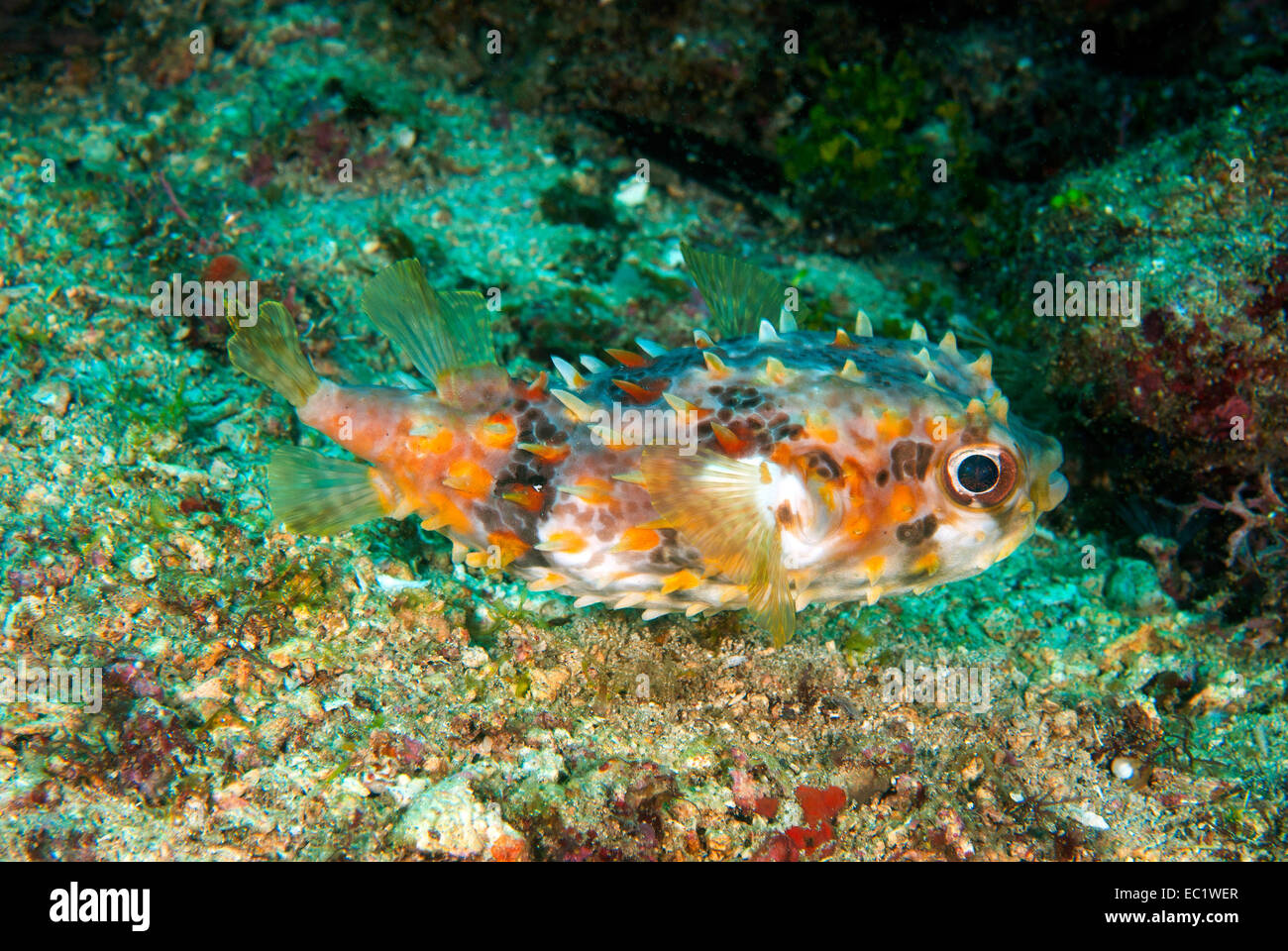 Orbicular Burrfish (Cyclichthys orbicularis) Stock Photo