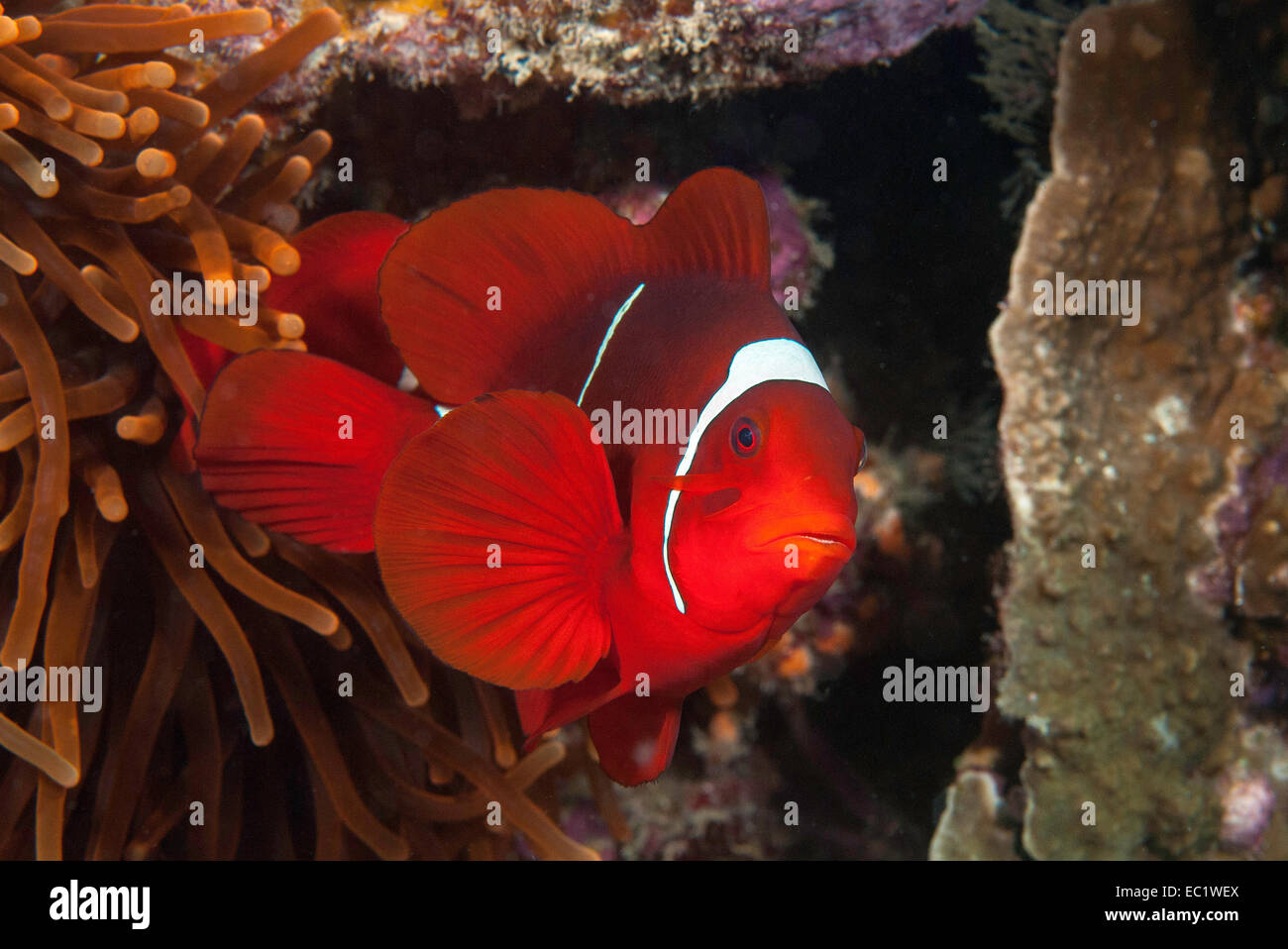 Spinecheek anemonefish (Premnas biaculeatus) Stock Photo