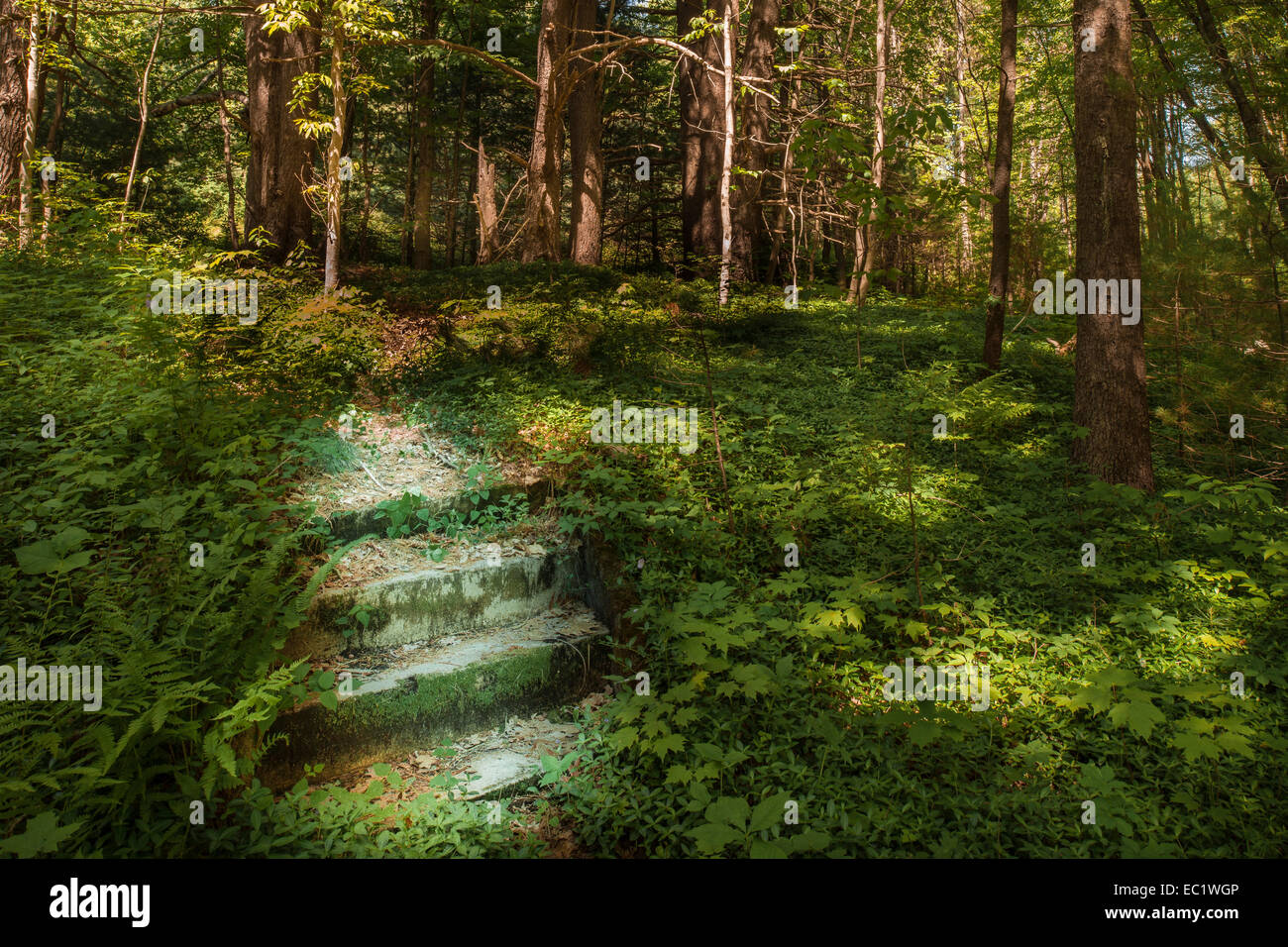 Stairs to the Vaughn Home, Quabbin Reservoir, Gate 26, New Salem