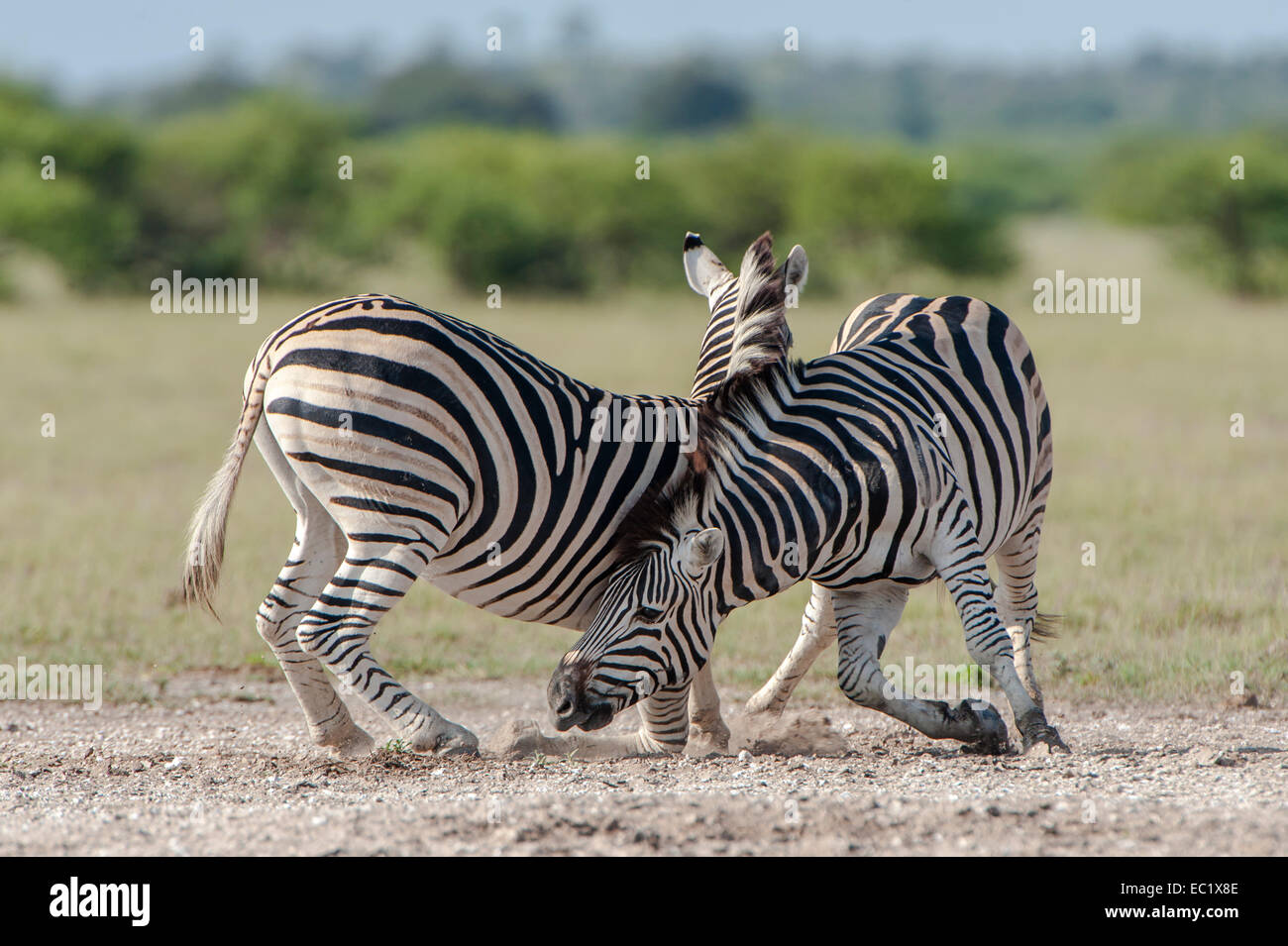 Two burchell's zebra fighting hires stock photography and images Alamy