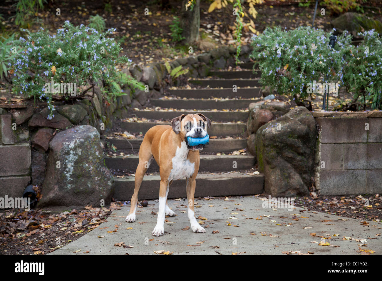 Boxer dog wanting to play, Novato, California, USA. Stock Photo