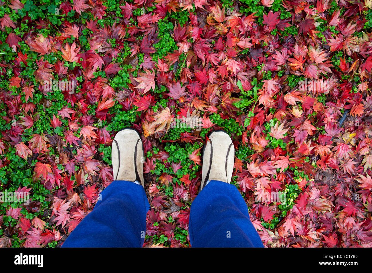 Person standing on a carpet of Japanese maple leaves, Novato, California, USA Stock Photo