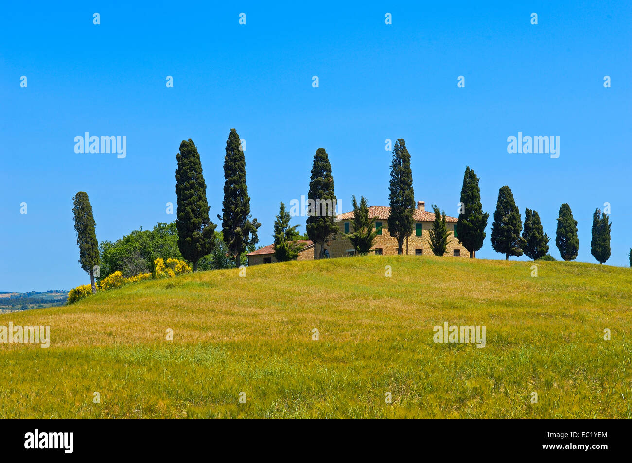 Farm with cypress trees, fields and farmhouses, Pienza, Val d'Orcia, Orcia Valley, UNESCO World Heritage Site, Siena Province Stock Photo