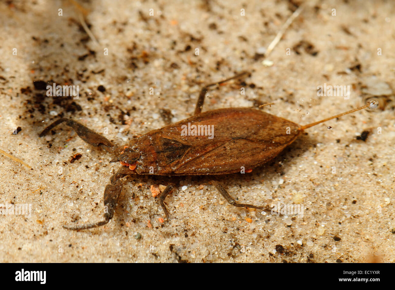 Water scorpion (Nepa cinerea), Mecklenburg Lake District, Mecklenburg-Western Pomerania, Germany Stock Photo