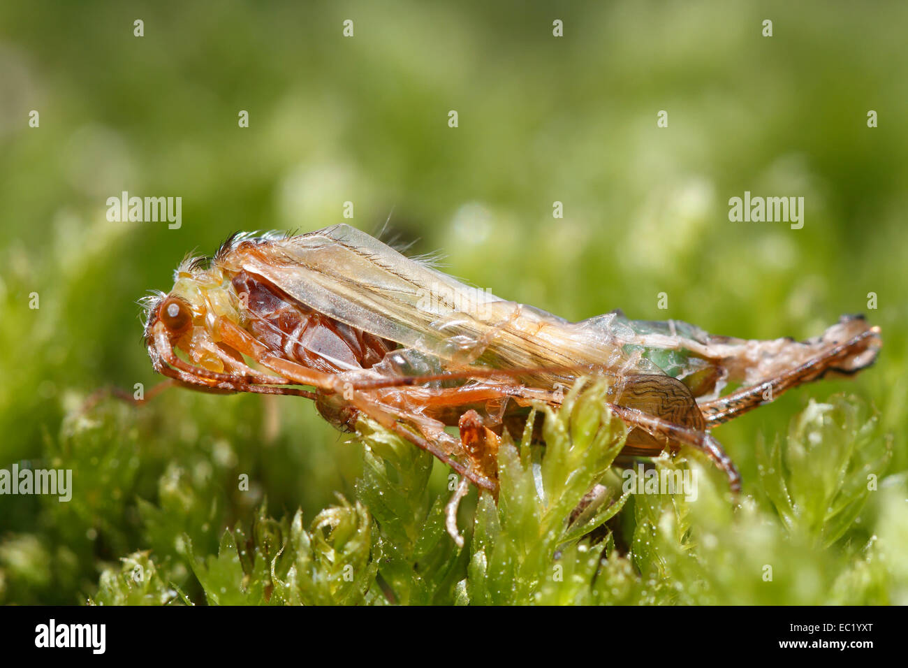 Caddisfly (Trichoptera) emerging, Mecklenburg Lake District, Mecklenburg-Western Pomerania, Germany Stock Photo