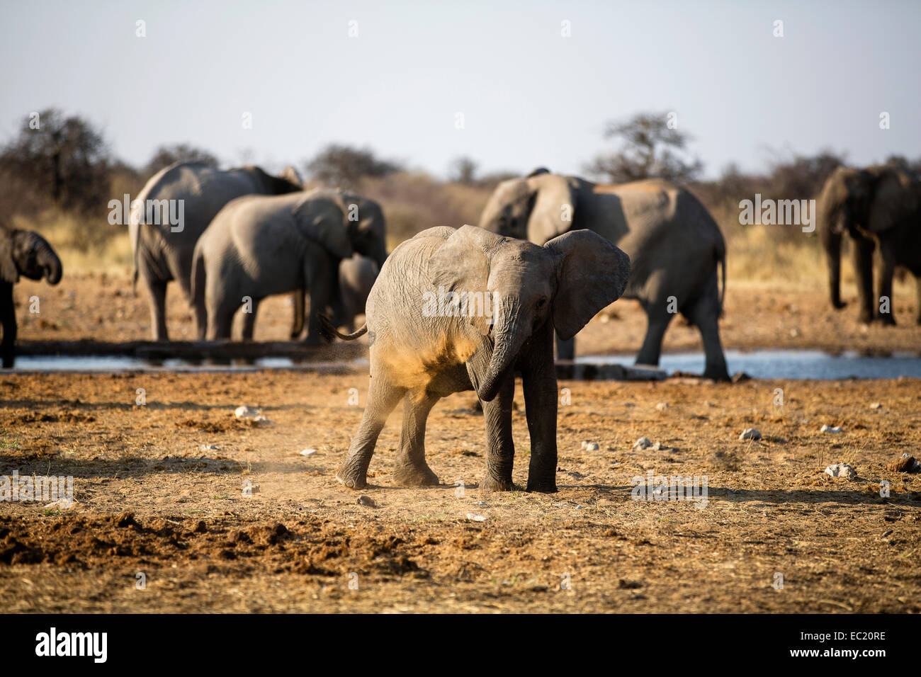African elephants (Loxodonta africana), young animal at a dust bath, in the back elephants drinking at a waterhole Stock Photo