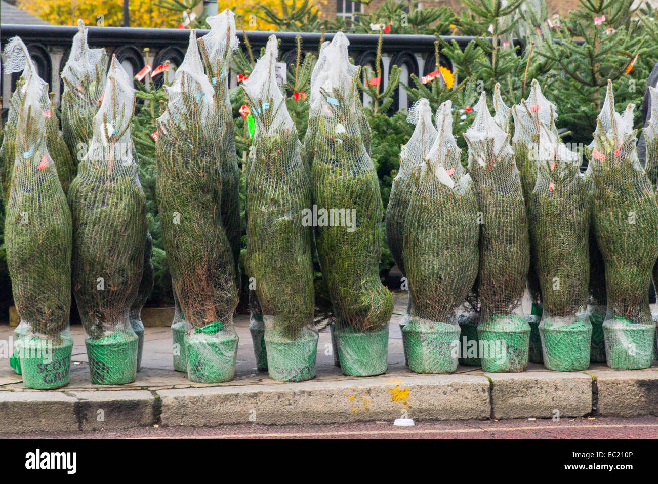 A row of Christmas trees for sale on a kerbside in Greenwich, London