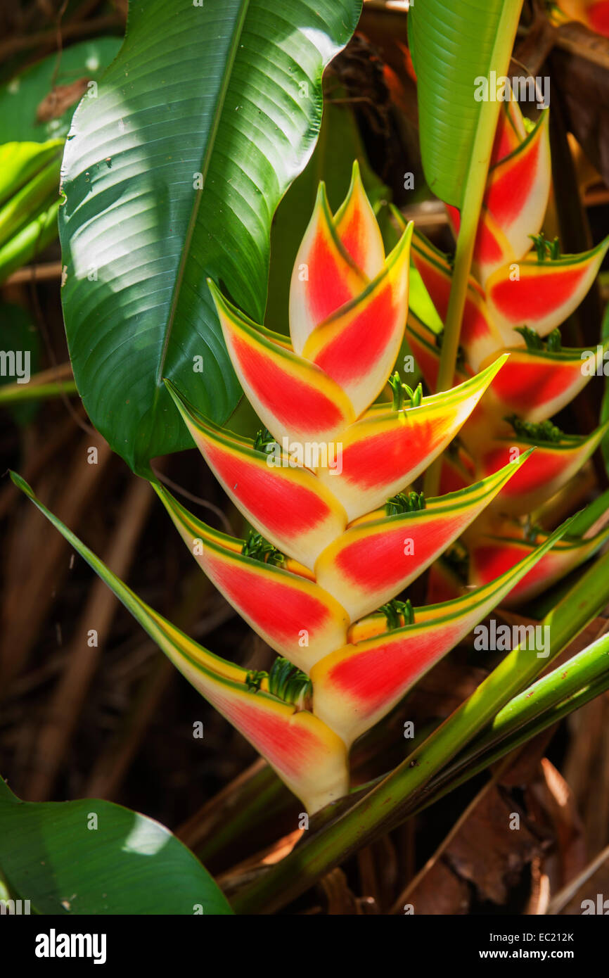 Dominikanische Republik, Halbinsel Samana, Pflanze Stock Photo