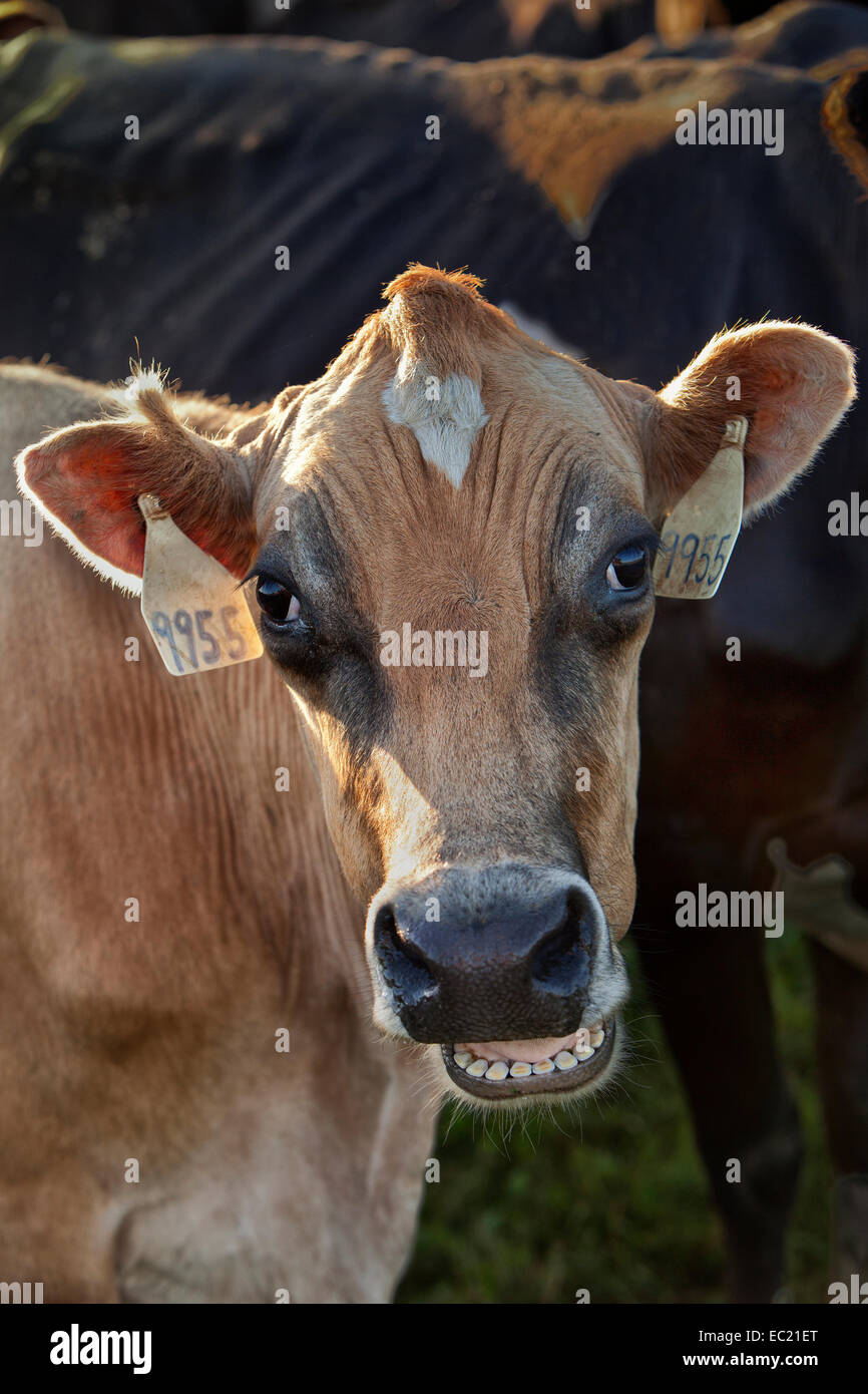 Dairy Cow  'Jersey'  communicating. Stock Photo