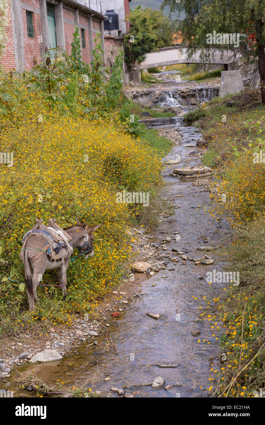A donkey eats wildflowers along a stream in the village of Teotitlan de