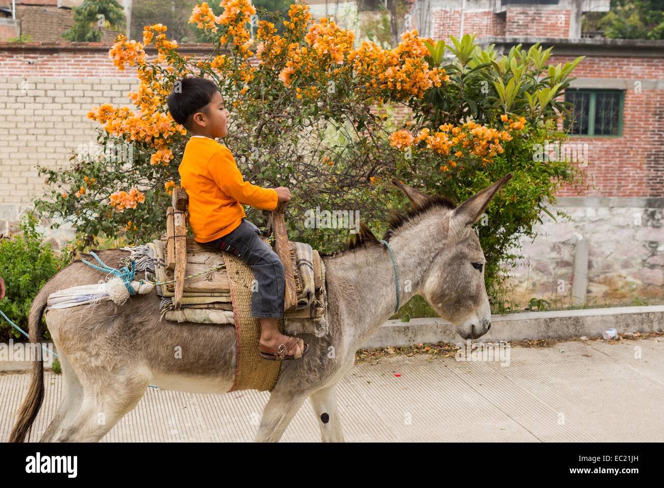 Mexican burro hires stock photography and images Alamy