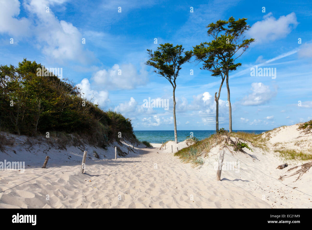 Dunes with windswept trees, Darßer Forest, Weststrand beach, Baltic Sea, Fischland-Zingst, Western Pomerania Lagoon Area Stock Photo