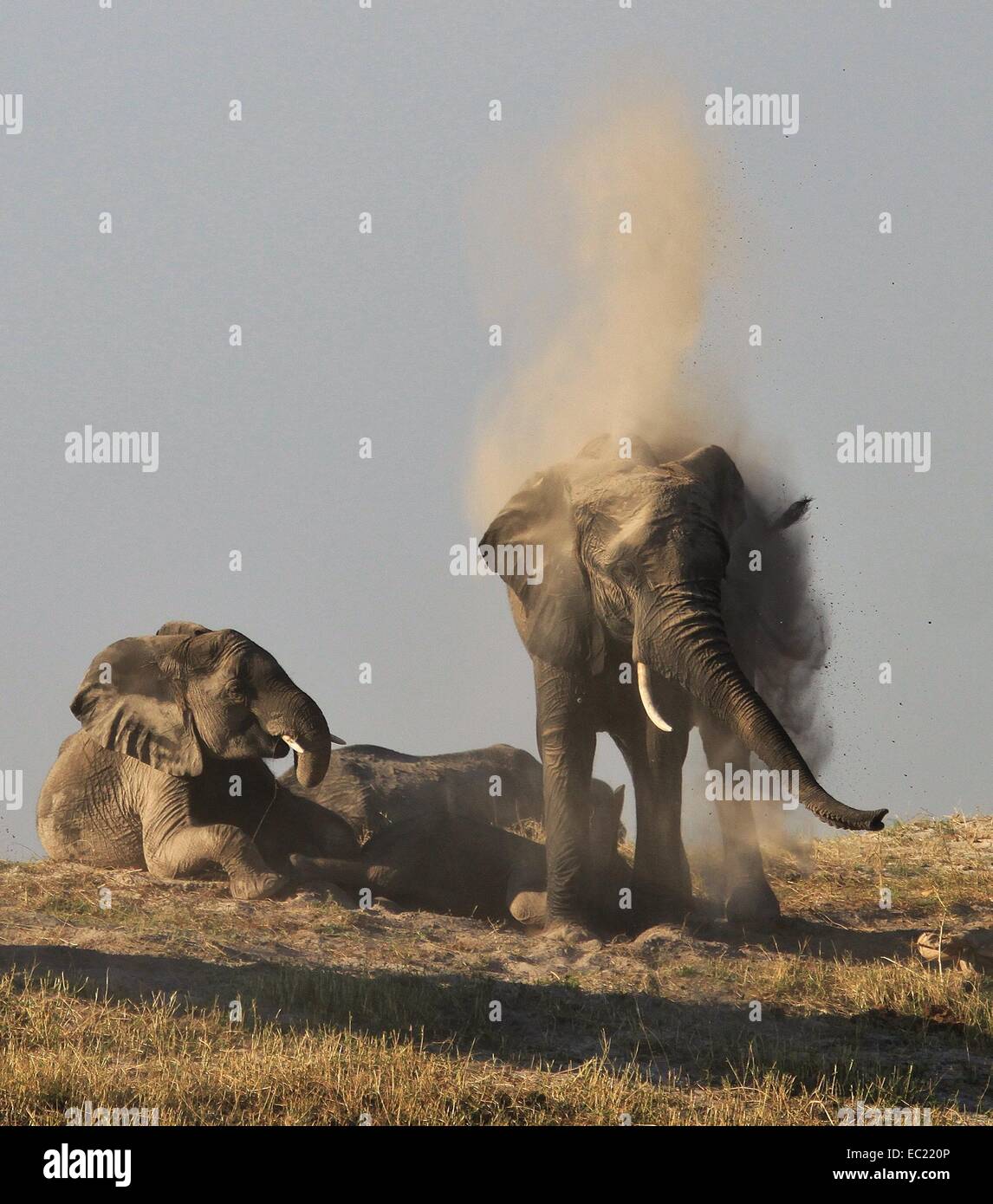Elephant dust bath time Stock Photo Alamy