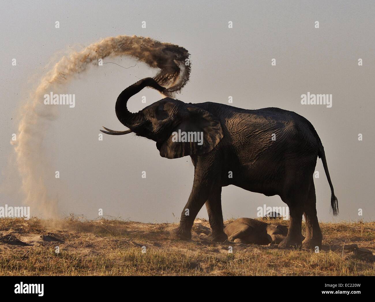 Elephant dust bath time Stock Photo Alamy