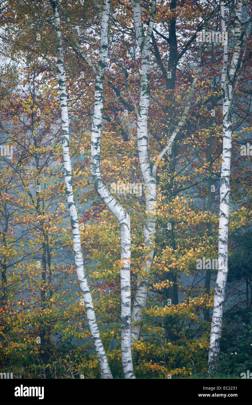 Birch trees (Betula pendula) and Beech trees (Fagus sylvatica) in