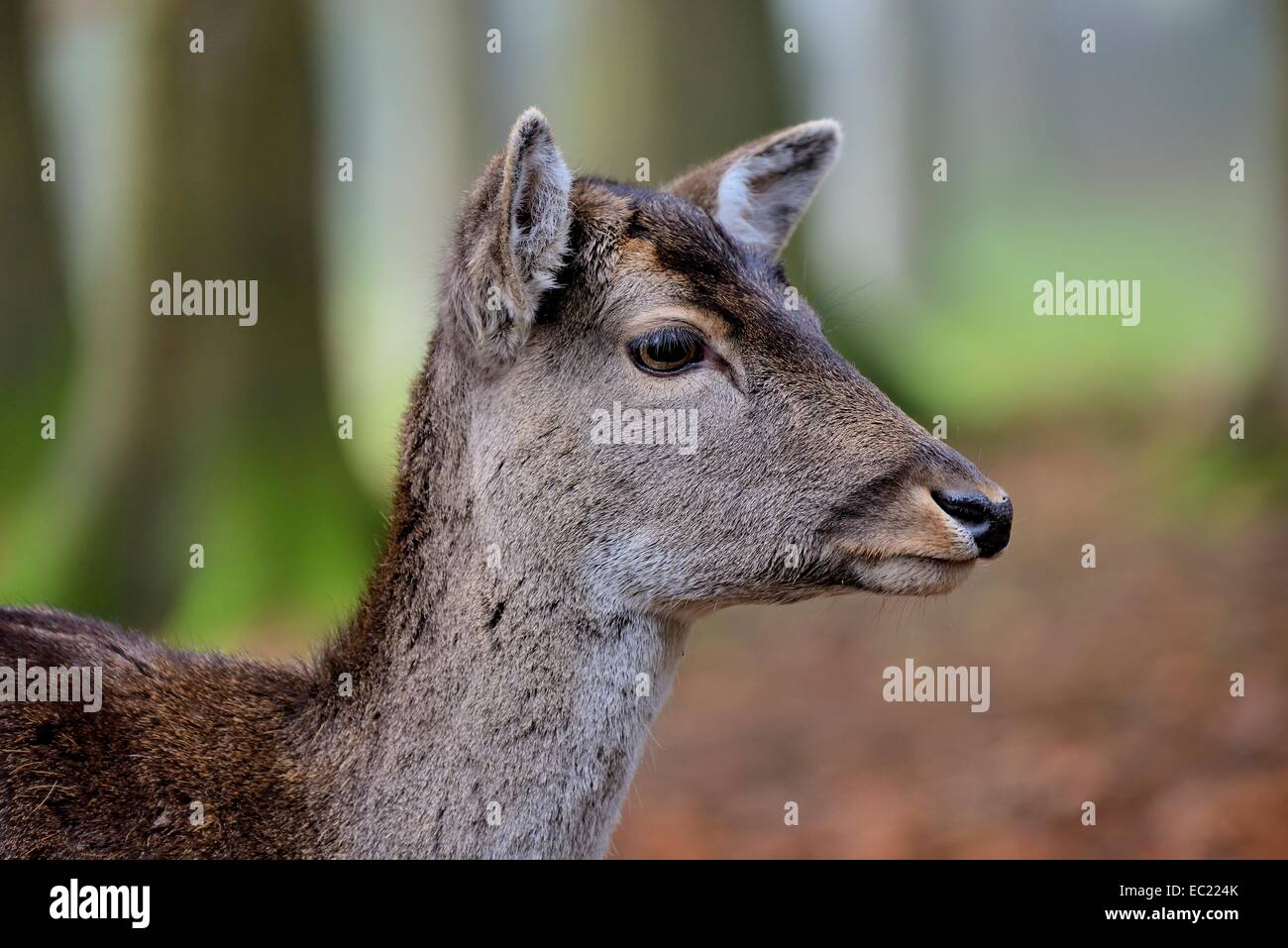 Fallow deer (Dama dama), portrait, female, captive, Bavaria, Germany Stock Photo