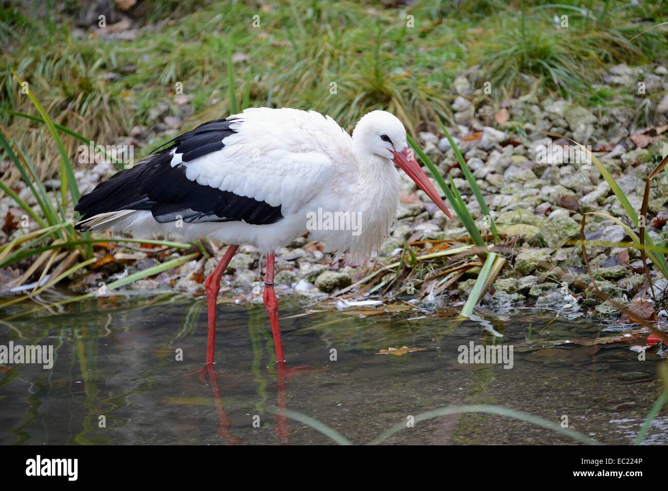 White Stork (Ciconia ciconia), captive, Bavaria, Germany Stock Photo