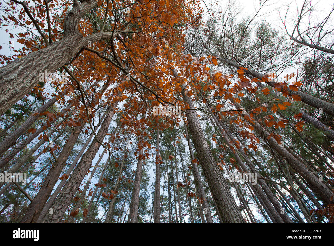 Skyward view of tree canopy hi-res stock photography and images - Alamy