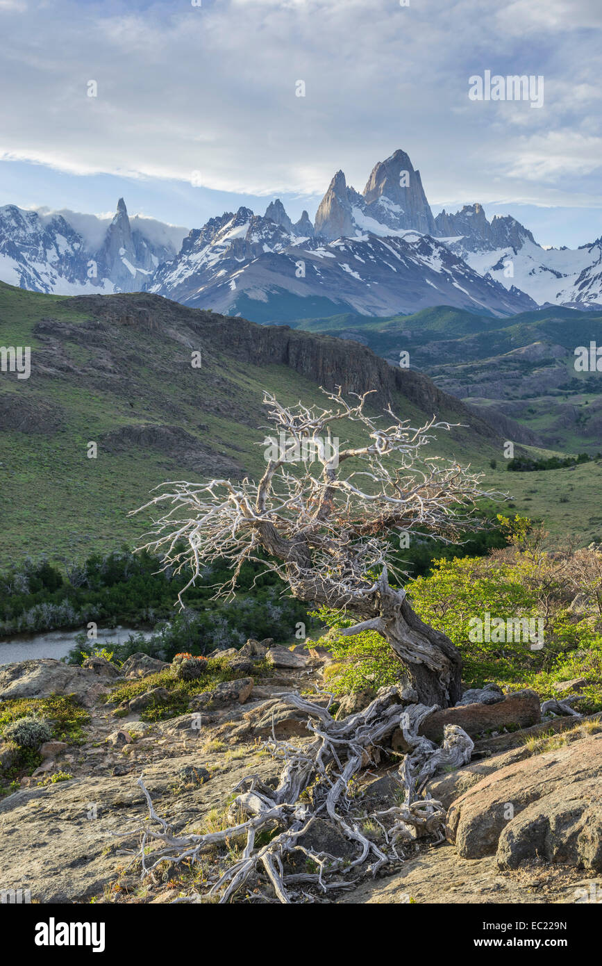 Dead tree, behind Fitz Roy and Cerro Torre, Los Glaciares National Park, UNESCO World Heritage Site, Santa Cruz, Argentina Stock Photo