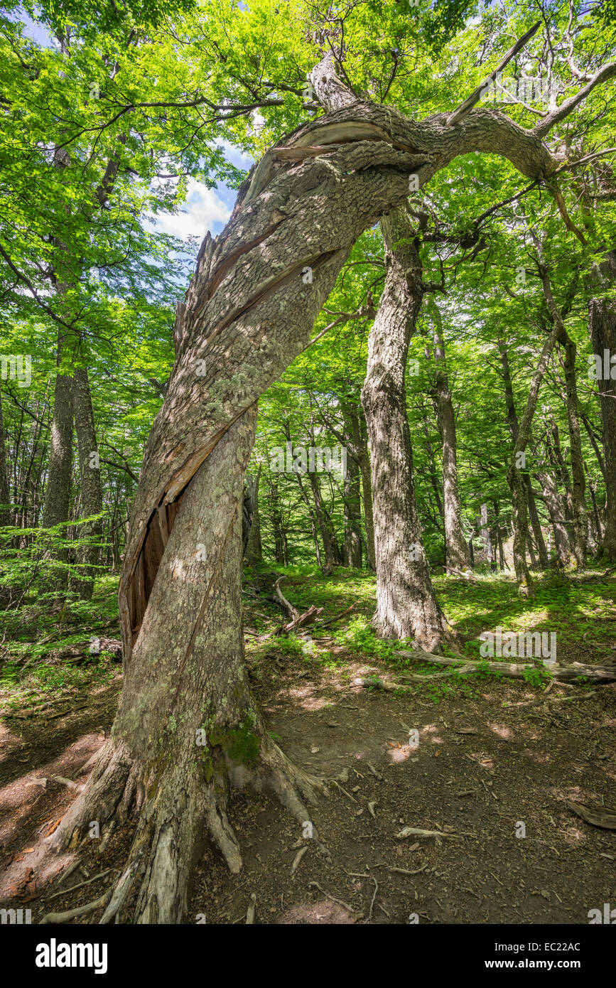 Twisted tree trunk in the Valle Ascencio, Torres del Paine National Park, Magallanes y la Antártica Chilena Region, Chile Stock Photo