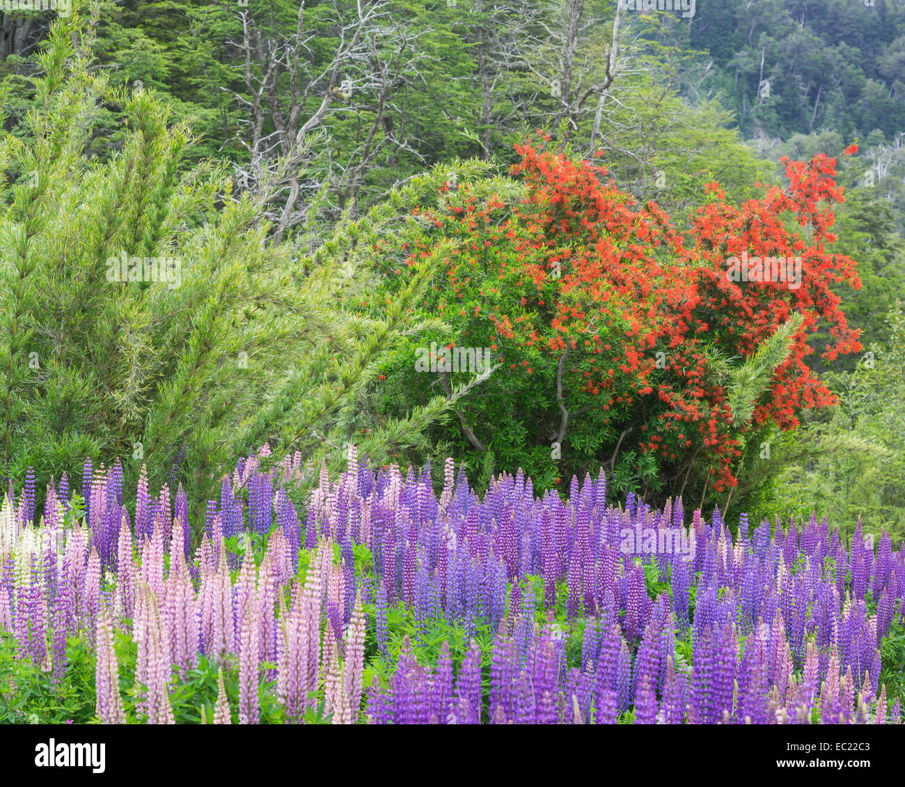 Lupines (Lupinus sp.) and Chilean firebush (Embothrium coccineum), Neuquén Province, Argentina Stock Photo