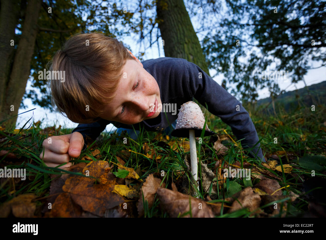 Boy looking at mushroom, shaggy ink cap (Coprinus comatus), Wandersleben, Thuringia, Germany Stock Photo