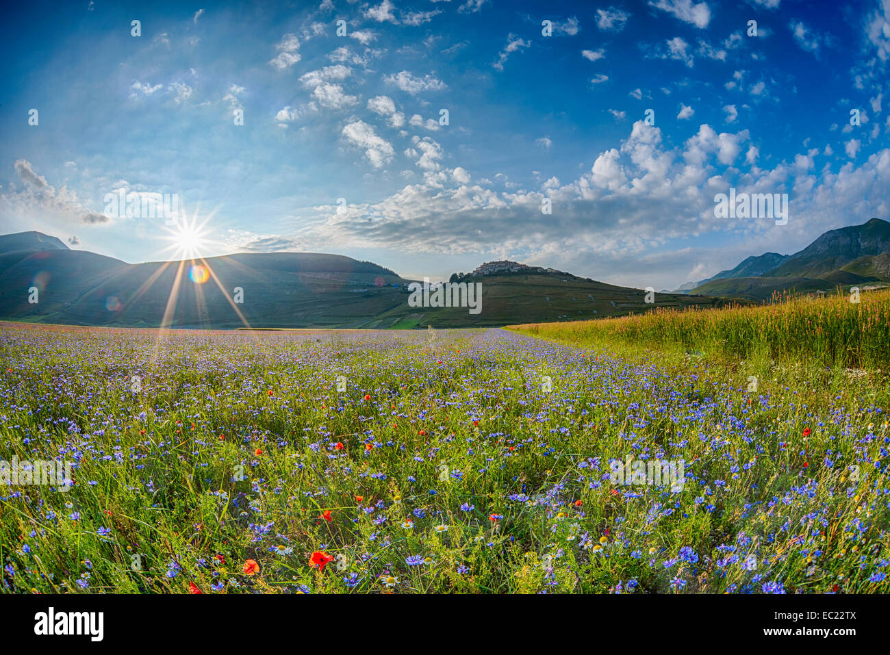 Blooming meadow, Castelluccio di Norcia, Piano Grande, Monti Sibillini National Park, Umbria, Italy Stock Photo