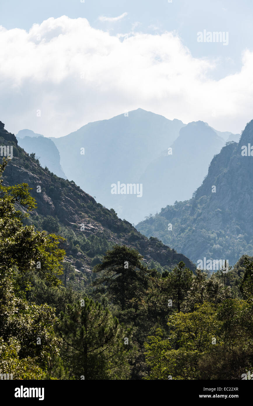 Mountain landscape with pine forest, silhouettes of mountain ridges with clouds, Corsica, France Stock Photo
