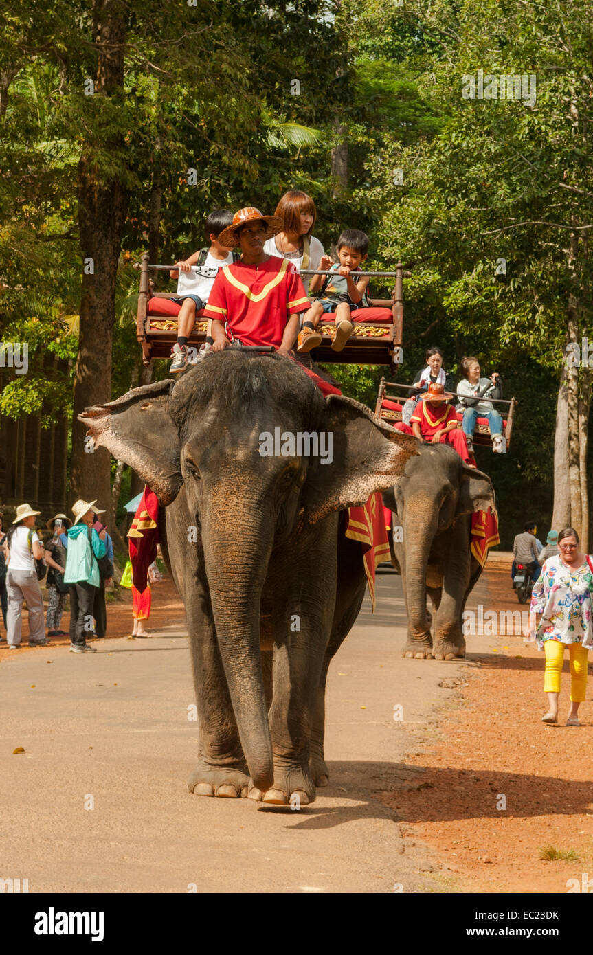 Asian elephant cambodia hires stock photography and images Alamy