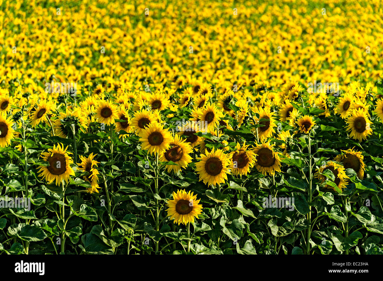Sunflower field, Altomünster, Upper Bavaria, Bavaria, Germany Stock Photo