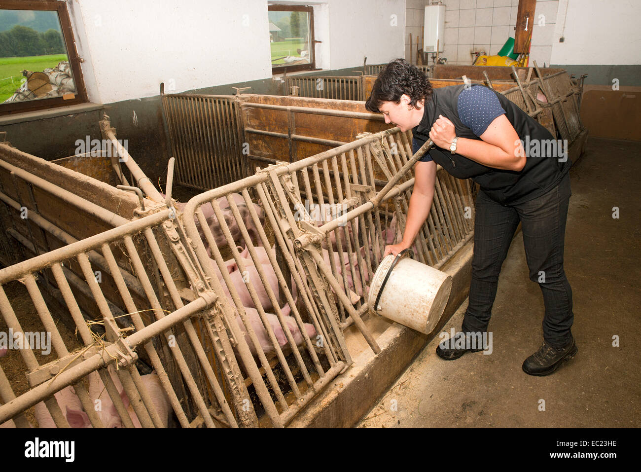 Young farmer feeding pigs, Sprenger family farm, Schwaz District, Tyrol Family, Austria Stock Photo