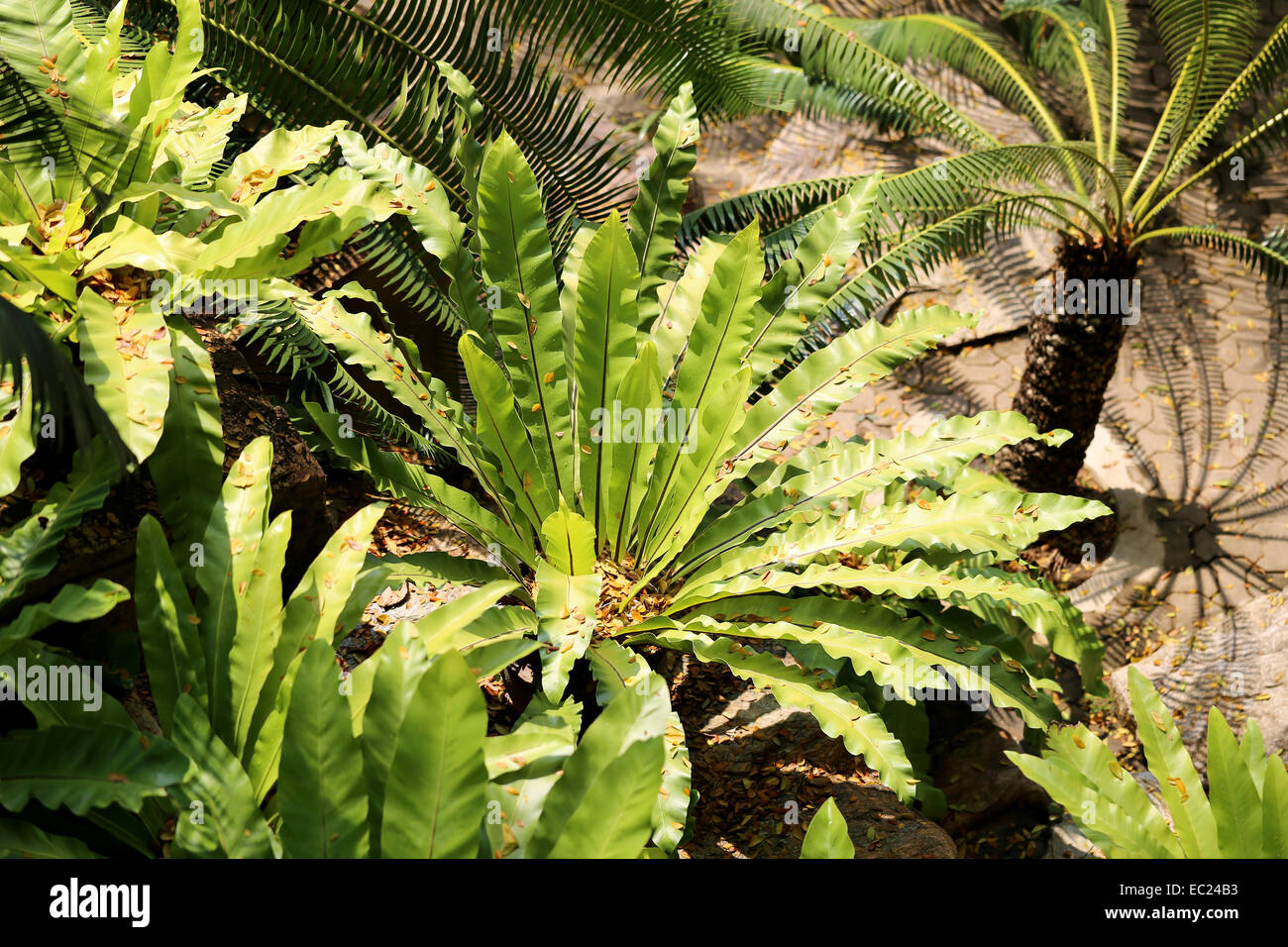 Beautiful green tropical plants photographed close up Stock Photo