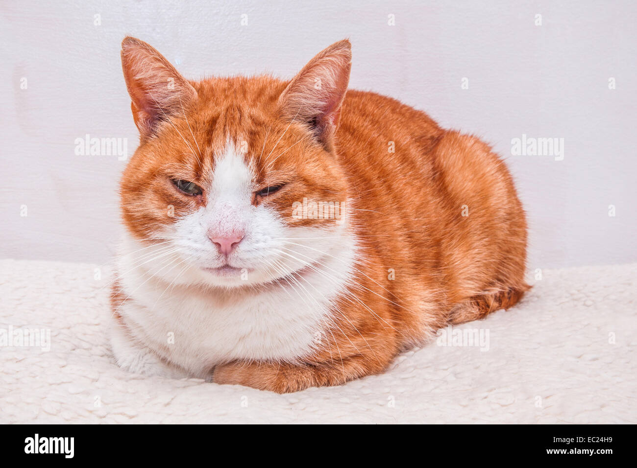 Domestic ginger tom cat, Hampshire, England, United Kingdom Stock Photo