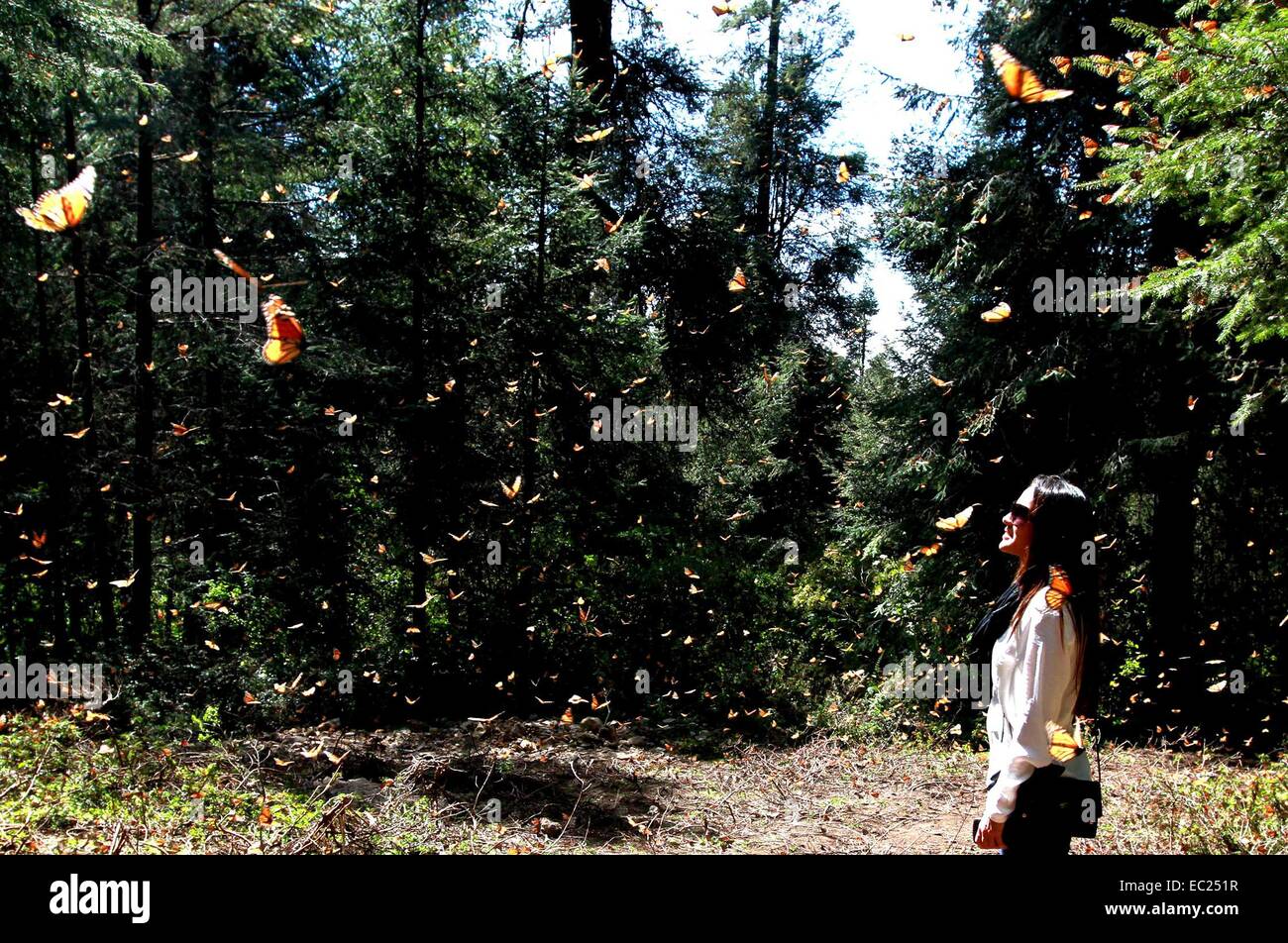 Butterflies 7 hires stock photography and images Alamy