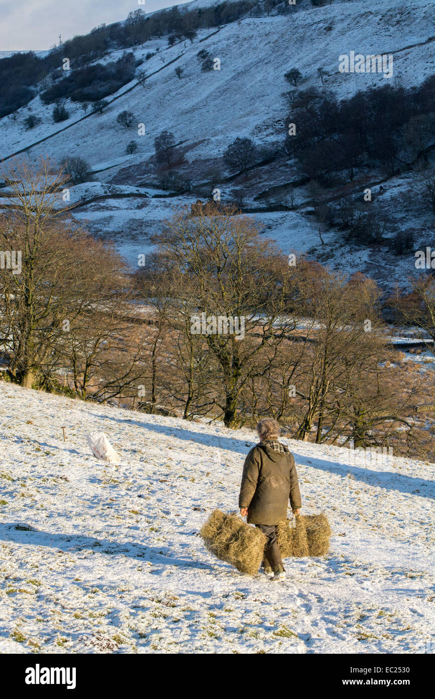 Swaledale, Yorkshire, UK. 08th Dec, 2014. Mary Kearton from Swaledale taking hay to her flock of sheep above Thwaite. Credit:  Wayne HUTCHINSON/Alamy Live News Stock Photo