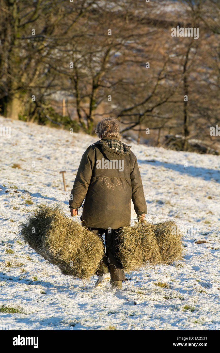 Swaledale, Yorkshire, UK. 08th Dec, 2014. Mary Kearton from Swaledale taking hay to her flock of sheep above Thwaite. Credit:  Wayne HUTCHINSON/Alamy Live News Stock Photo