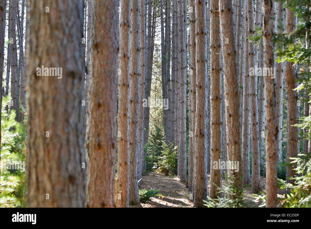 A pine forest Stock Photo - Alamy
