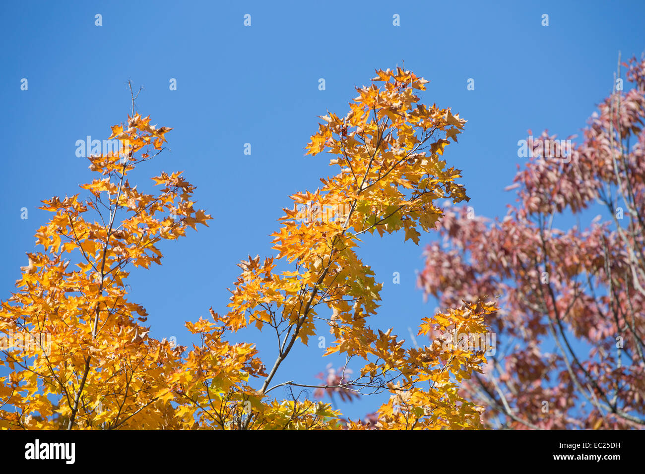 Canadian maple trees hires stock photography and images Alamy