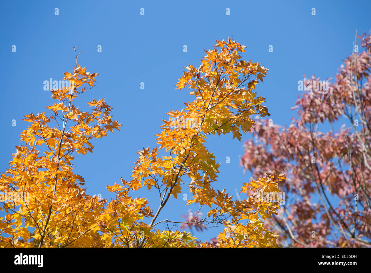 Canadian Maple Trees Hi Res Stock Photography And Images Alamy