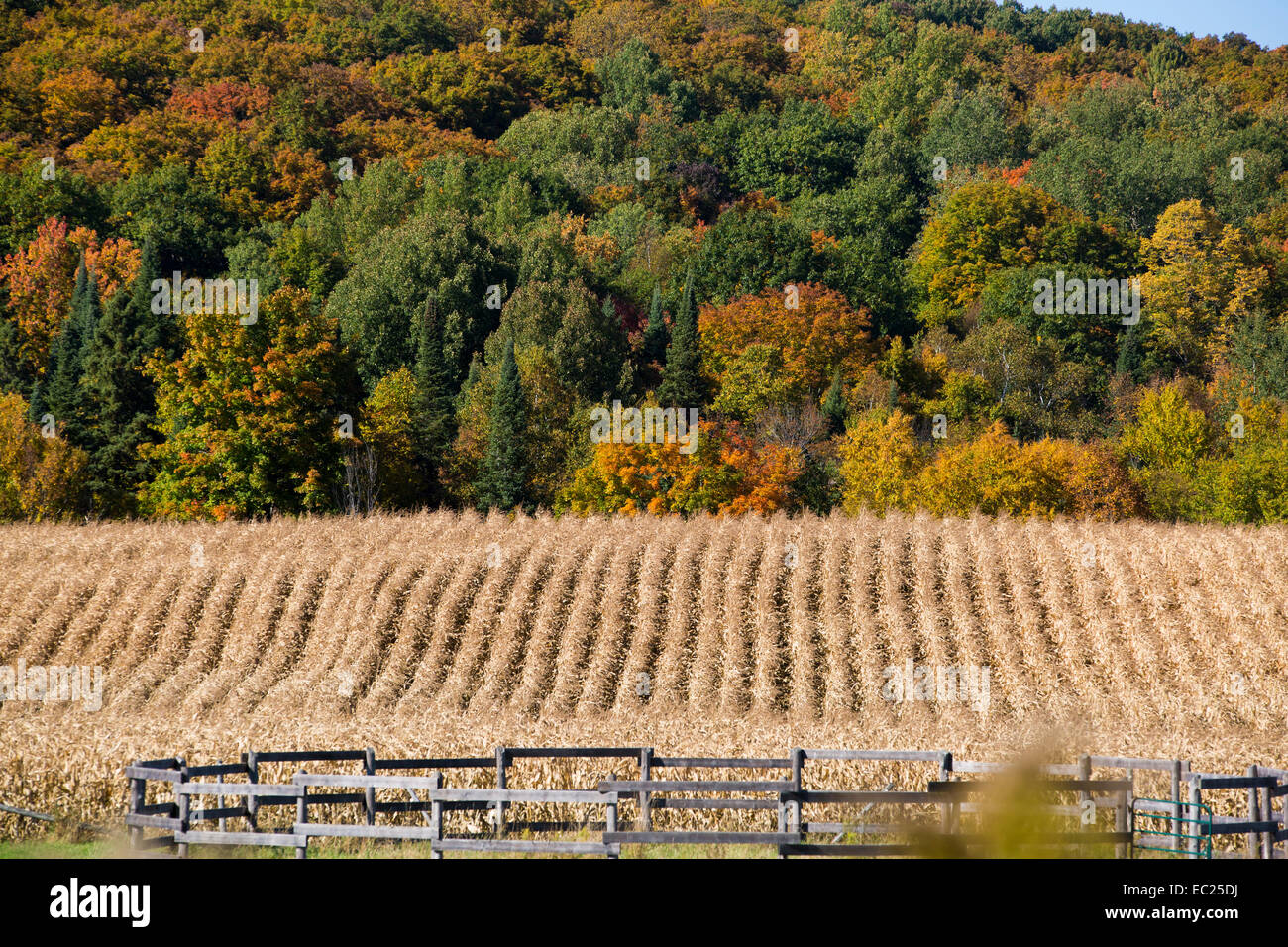 A corn field in Ontario. Stock Photo