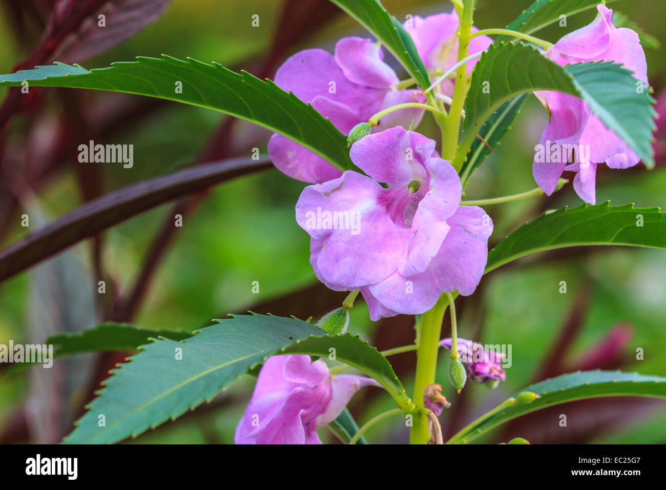 Flowering Policeman s Helmet Or Impatiens Glandulifera Plant Stock flowering-policeman-s-helmet-or-impatiens-glandulifera-plant-stock