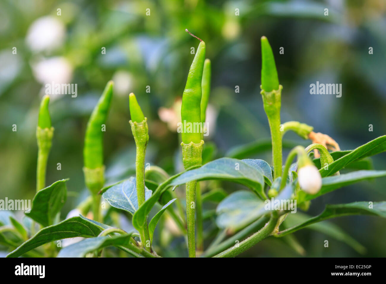 Chilli pepper flower hires stock photography and images Alamy