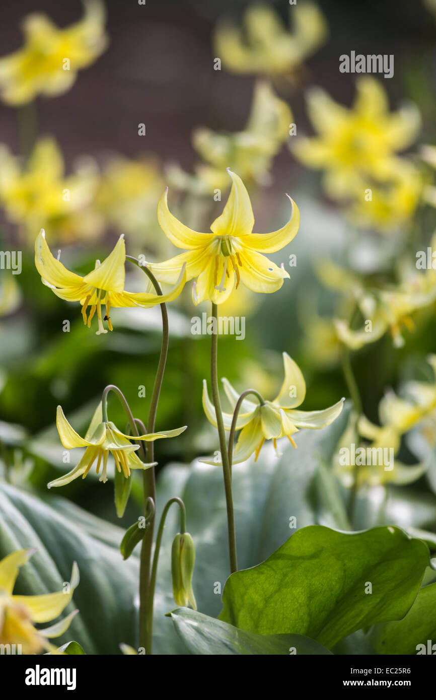 Group of small delicate perennial pale yellow dog's tooth violet Erythronium tuolumnense 'Pagoda' flowering in spring at RHS Gardens, Wisley, Surrey Stock Photo